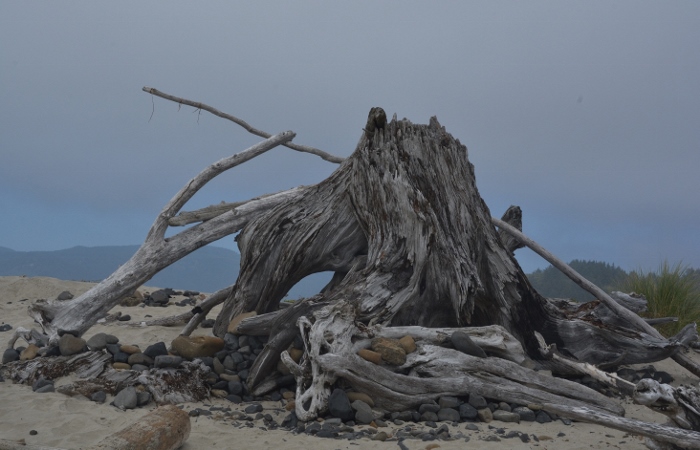 driftwood on Cape Meares Beach